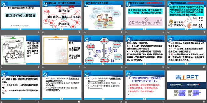 《相互协作的人体器官》我们的身体PPT课件