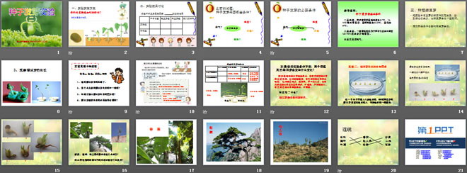 《种子发芽实验(二)》生物与环境PPT课件2