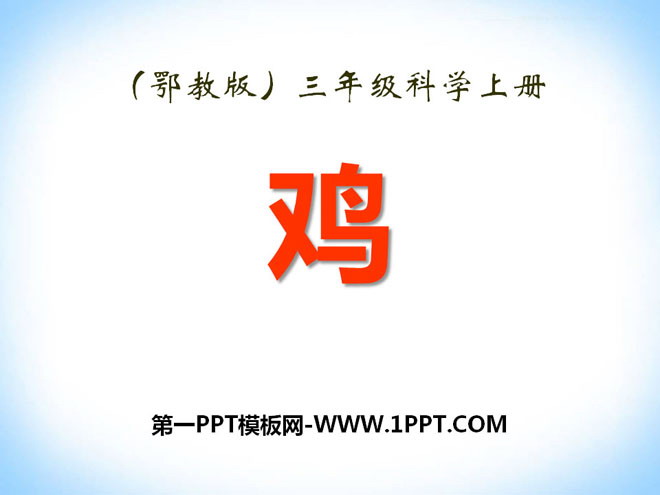 《鸡》家养小动物PPT课件