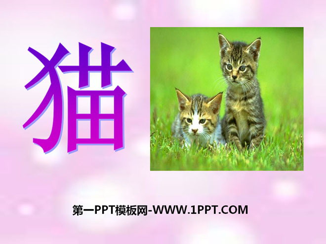 《猫》家养小动物PPT课件