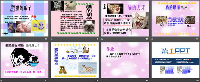 《猫》家养小动物PPT课件