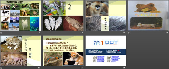 《兔与猫》家养小动物PPT课件