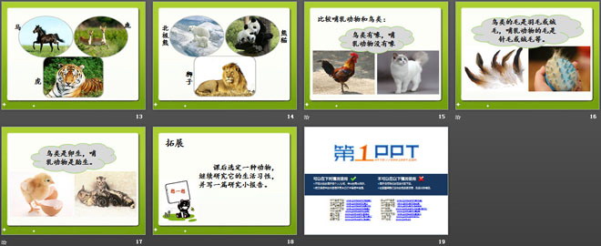 《兔与猫》家养小动物PPT课件2