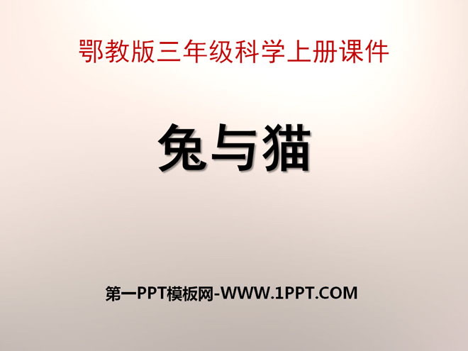 《兔与猫》家养小动物PPT课件3