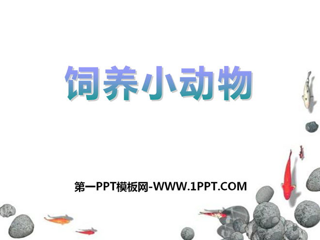 《饲养小动物》和动物交朋友PPT课件3