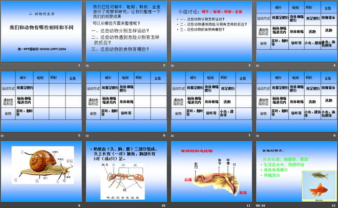 《我们和动物有哪些相同和不同》动物的生活PPT课件3