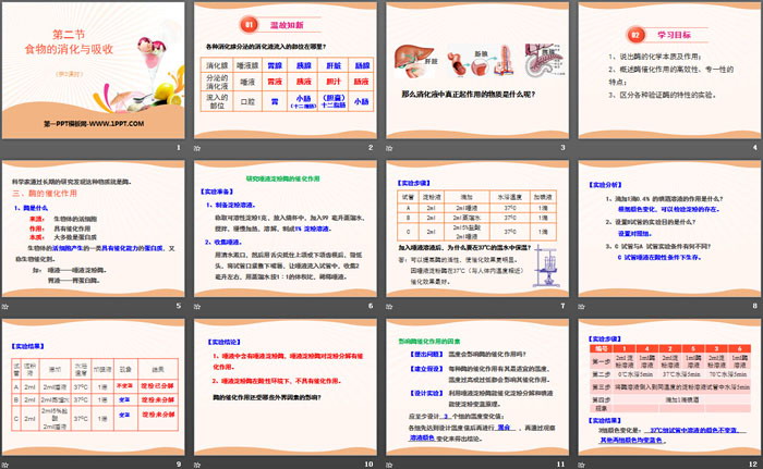 《食物的消化与吸收》PPT(第三课时)