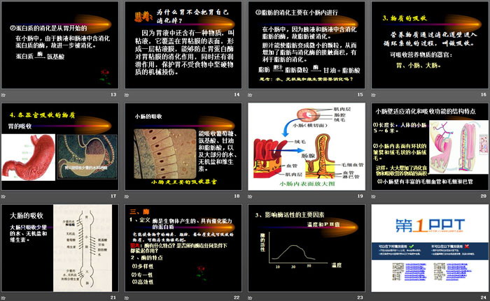 《食物的消化与吸收》PPT课件