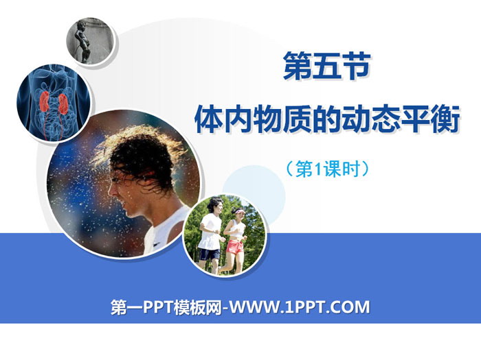 《体内物质的动态平衡》PPT