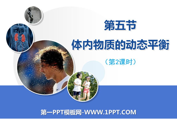 《体内物质的动态平衡》PPT(第二课时)