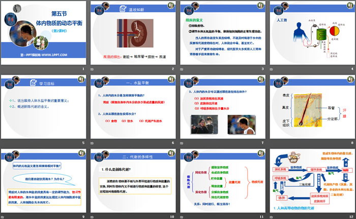 《体内物质的动态平衡》PPT(第二课时)