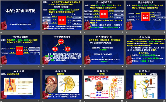 《体内物质的动态平衡》PPT课件