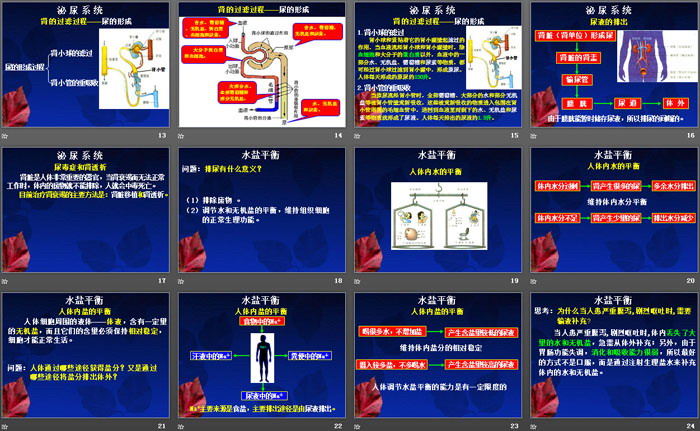 《体内物质的动态平衡》PPT课件