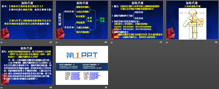 《体内物质的动态平衡》PPT课件