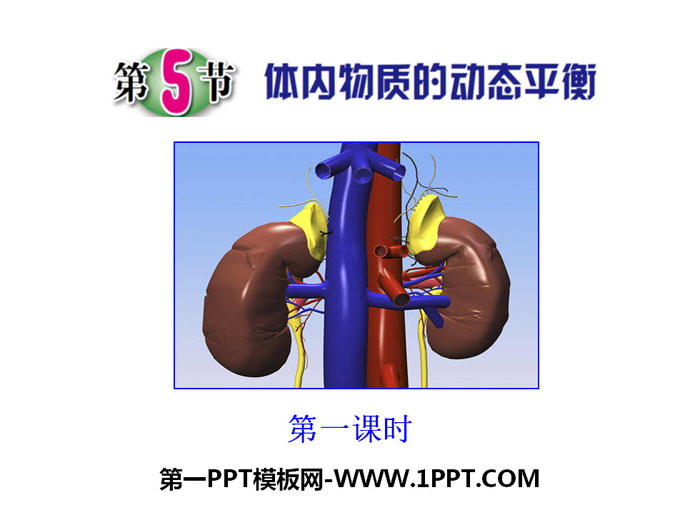 《体内物质的动态平衡》PPT下载