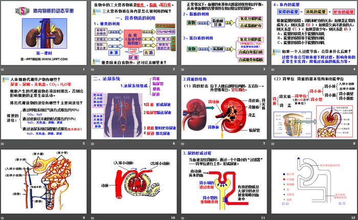 《体内物质的动态平衡》PPT下载