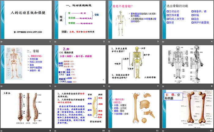 《人的运动系统和保健》PPT