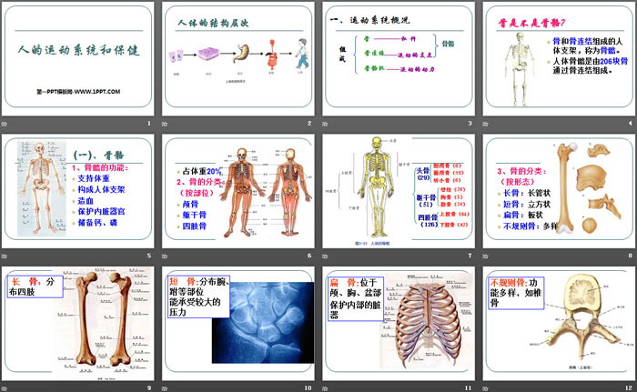 《人的运动系统和保健》PPT课件