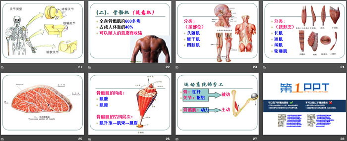 《人的运动系统和保健》PPT课件