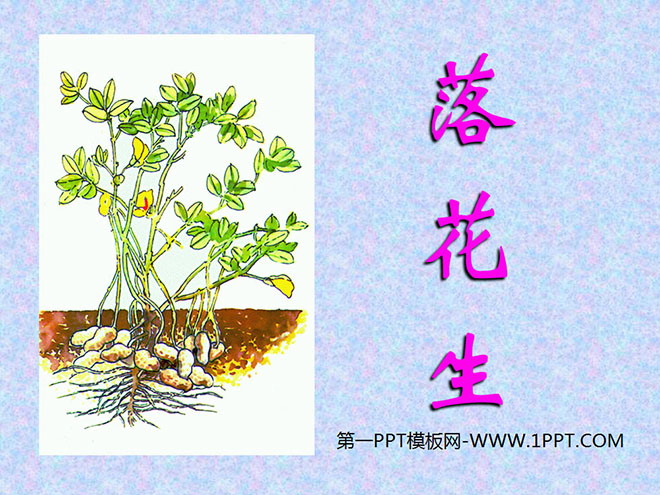 《落花生》PPT课件下载6