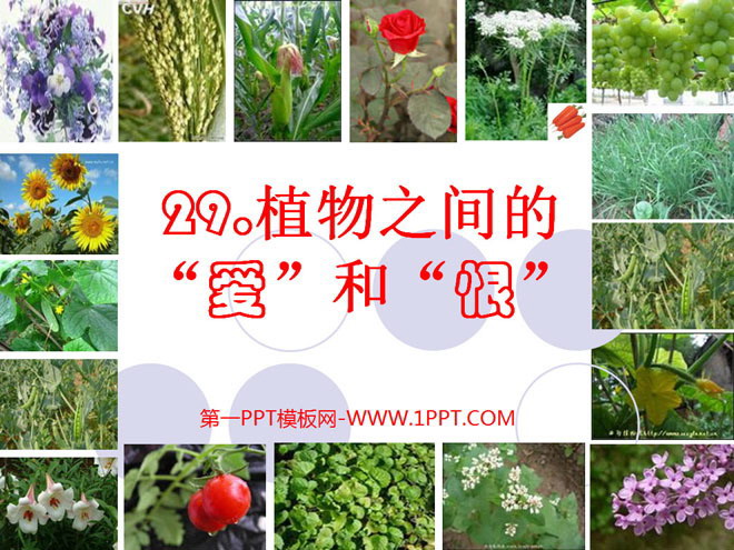 《植物之间的爱和恨》PPT课件