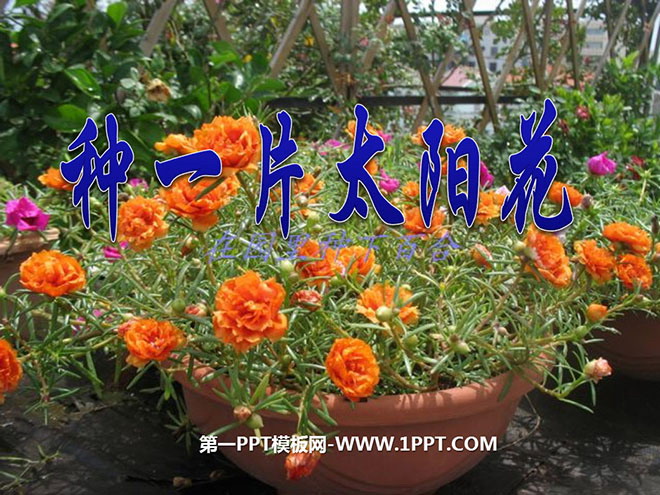 《种一片太阳花》PPT课件2