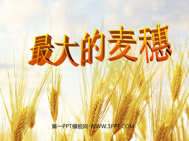 《最大的麦穗》PPT课件5