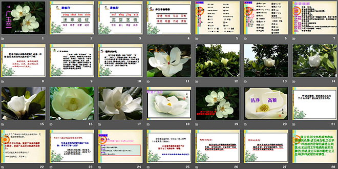 《广玉兰》PPT课件3