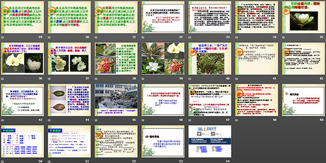 《广玉兰》PPT课件3