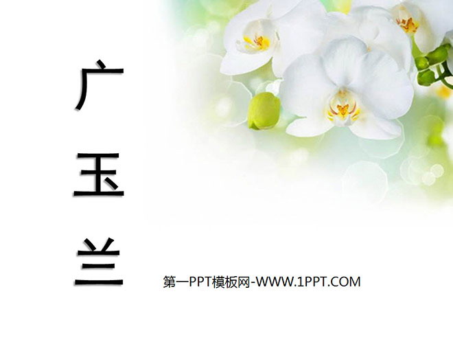 《广玉兰》PPT课件4