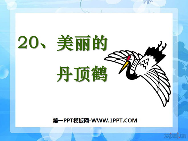 《美丽的丹顶鹤》PPT课件4