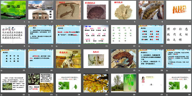《活化石》PPT课件4