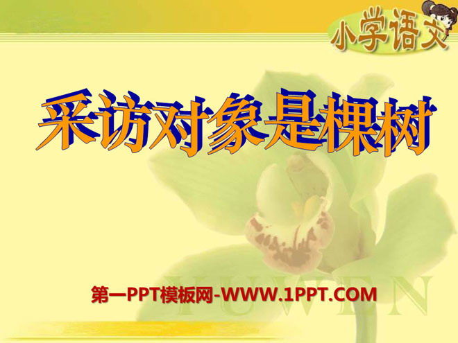 《采访对象是棵树》PPT课件2