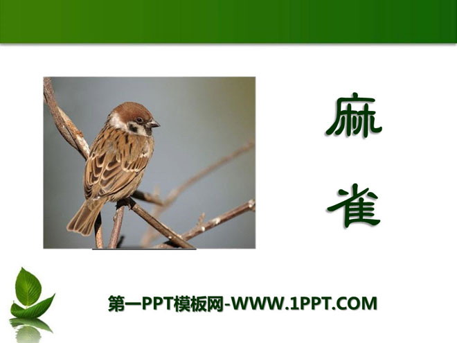 《麻雀》PPT课件6