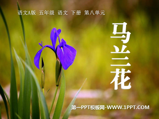 《马兰花》PPT课件