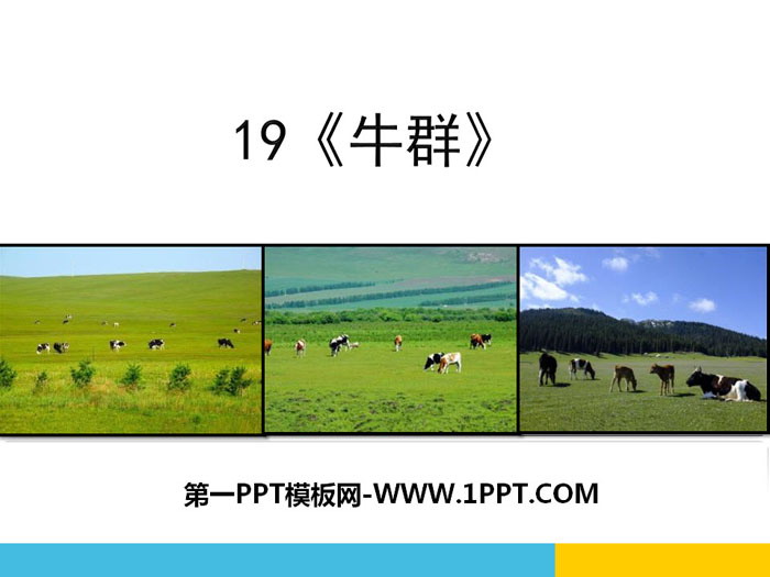 《牛群》PPT