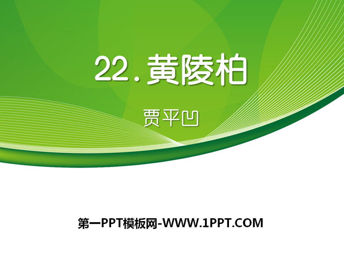 《黄陵柏》PPT