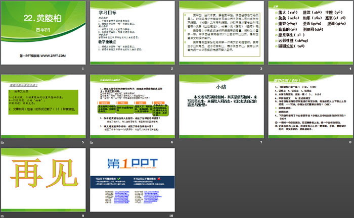 《黄陵柏》PPT