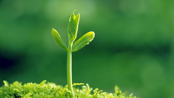 六张植物嫩芽PPT背景图片