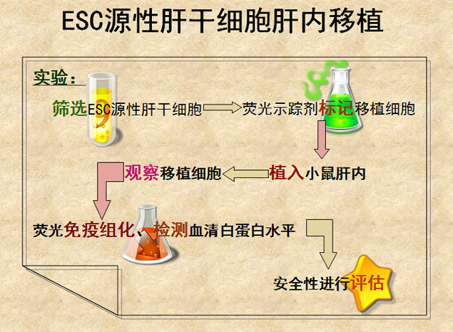 生物医药毕业论文ppt模板4