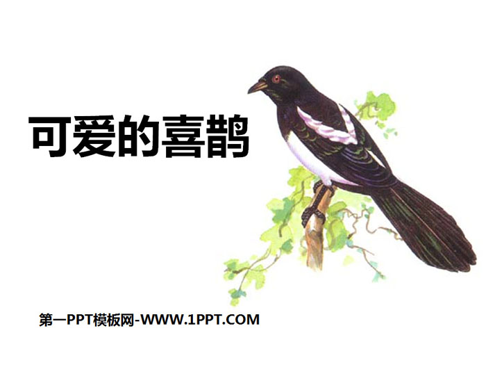 《可爱的喜鹊》PPT