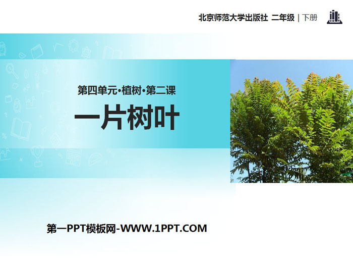 《一片树叶》PPT