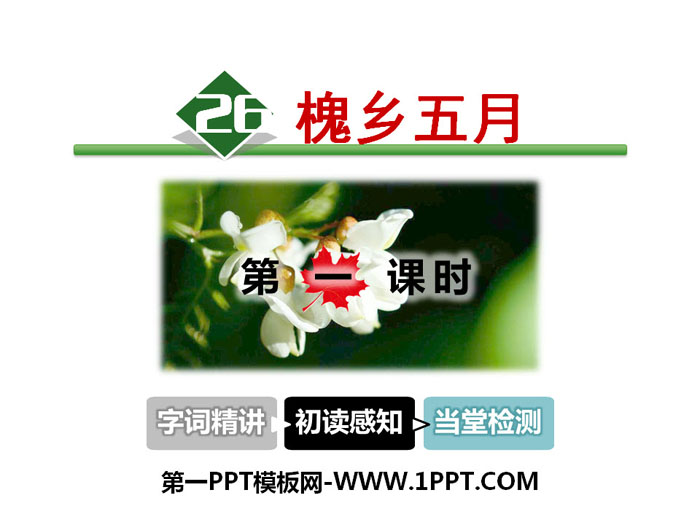 《槐乡五月》PPT