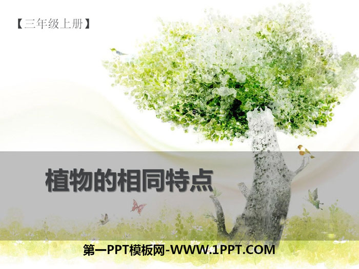 植物的共同特点PPT