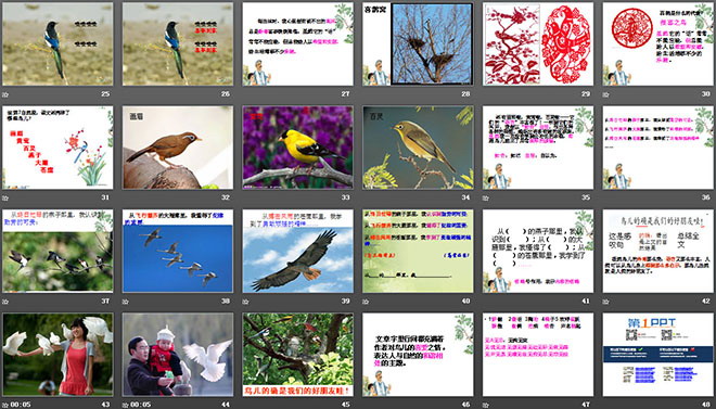 《鸟语》PPT课件2