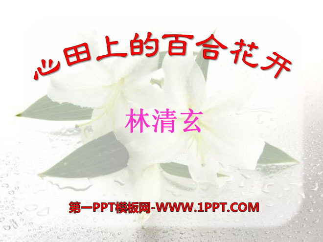 《心田上的百合花开》PPT课件