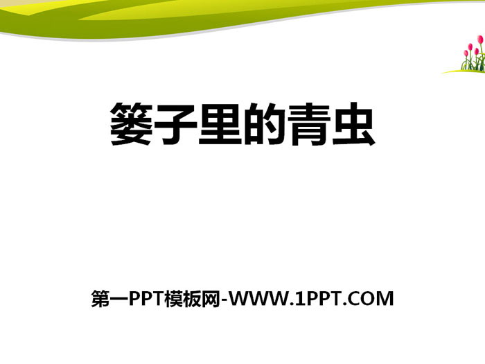 《篓里的青虫》PPT