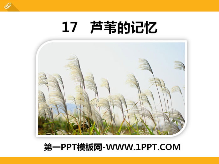 《芦苇的记忆》PPT