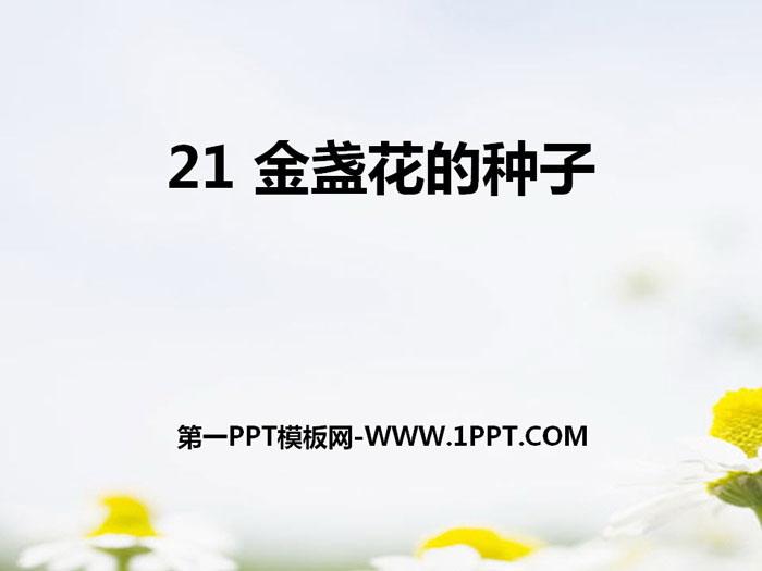 《金盏花的种子》PPT