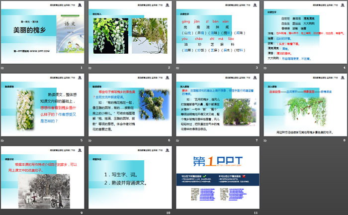 《美丽的槐乡》PPT